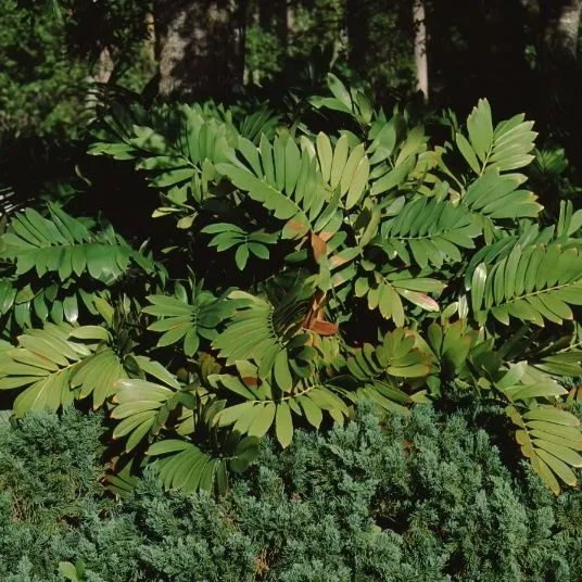 thumbnail for publication: Zamia furfuracea Cardboard Plant, Cardboard Cycad